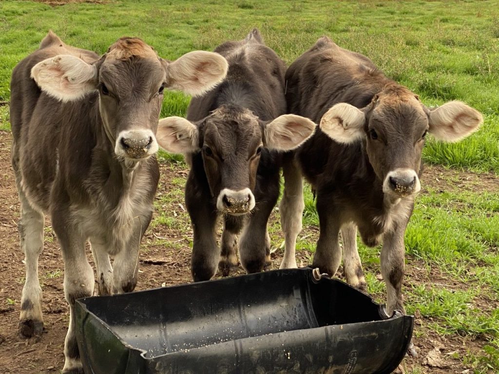 brown swiss cow eyes